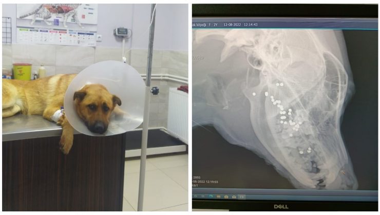 Ağzına tüfekle ateş açılan köpeğin dili koptu: Su bile içemeyecek