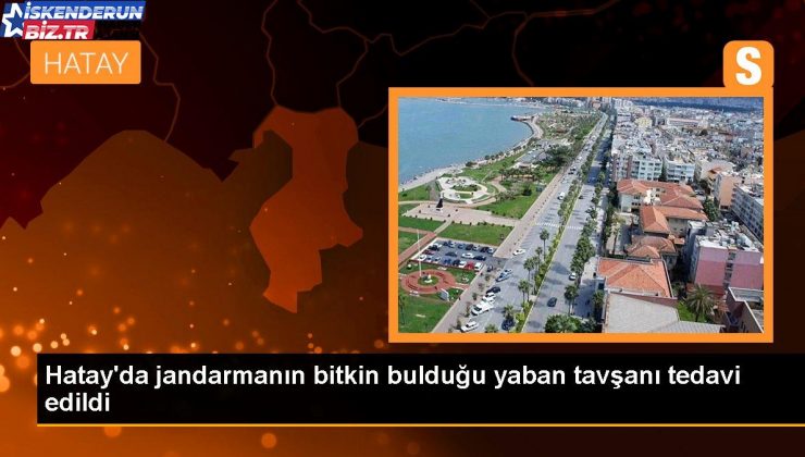 Hatay’da jandarmanın bitkin bulduğu yaban tavşanı tedavi edildi