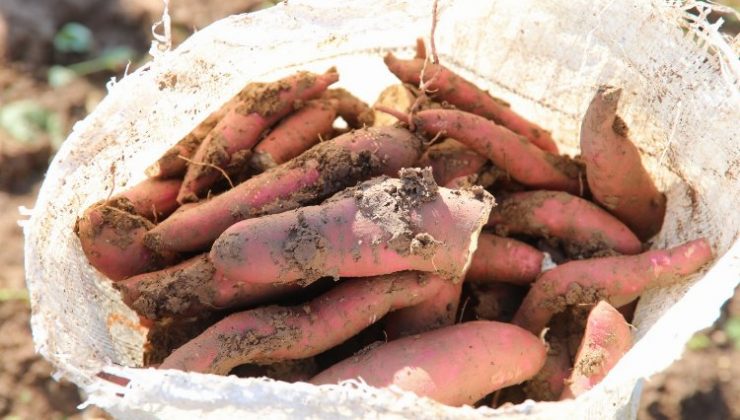 Hatay’dan tarımsal kalkınmaya ‘tatlı patates’ desteği