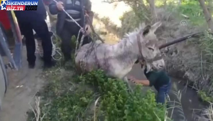 Hatay’da sulama kanalına düşen eşeği itfaiye kurtardı