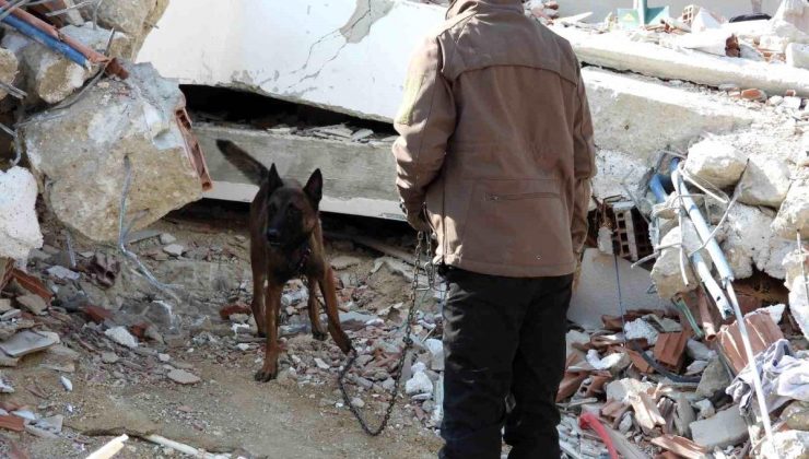 Hasta olmasına karşın “Tetik” hassas burnu ile 33 kişinin kurtarılmasını sağladı