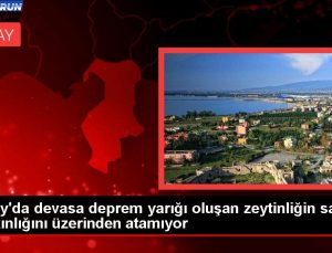 Hatay’da devasa sarsıntı yarığı oluşan zeytinliğin sahibi şaşkınlığını üzerinden atamıyor