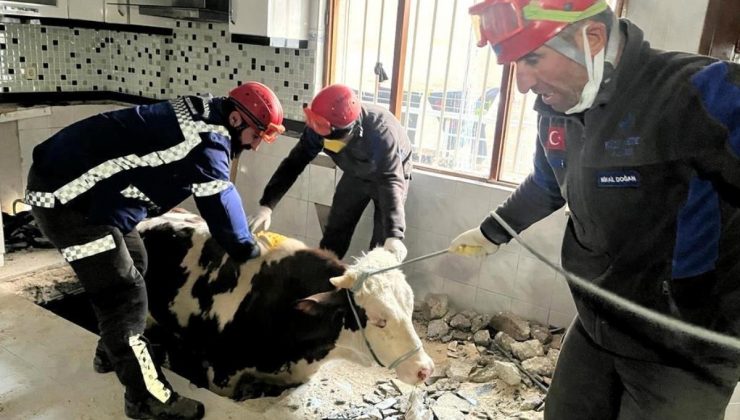 Hatay’da enkaz altında kalan inek kurtarıldı