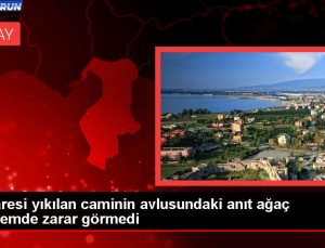 Minaresi yıkılan caminin avlusundaki anıt ağaç zelzelede ziyan görmedi