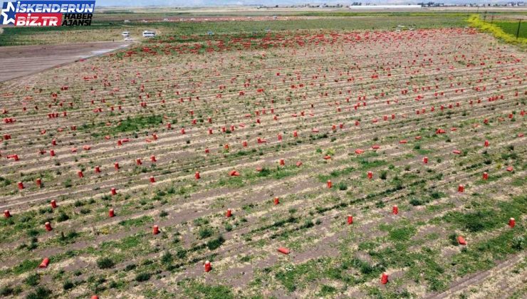 Amik Ovası’nda turfanda soğan hasadı sona erdi