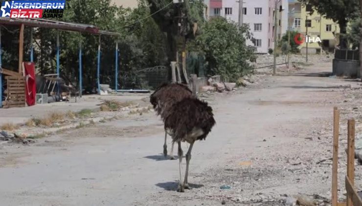 Antakya’da sarsıntıda mahsur kalan deve kuşları ilgi odağı oldu