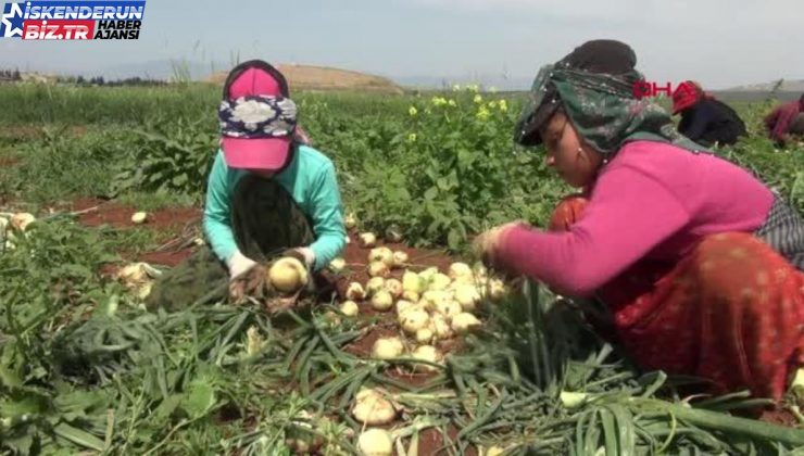 BAYRAM TATİLİNDE AİLELERİYLE BİRLİKTE SOĞAN TARLASINDA ÇALIŞIYORLAR