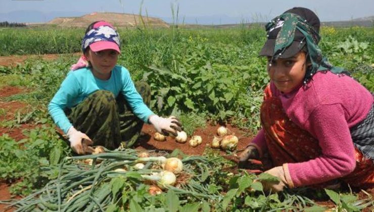 Bayram tatilinde aileleriyle birlikte soğan tarlasında çalışıyorlar