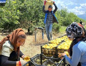 Depremzede Arsuzlu çiftçilerin limonları kolunda kalmadı