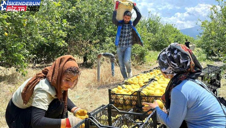 Depremzede Arsuzlu çiftçilerin limonları kolunda kalmadı