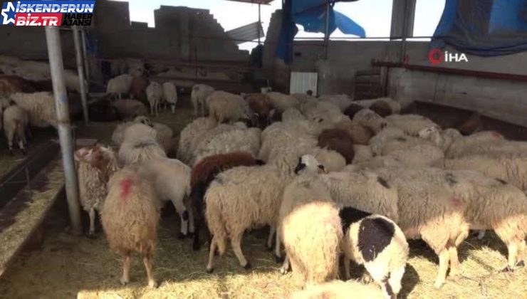 Depremzede Besiciye Yeni Hayvanlar Verildi