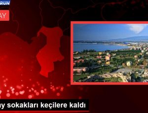 Hatay sokakları keçilere kaldı