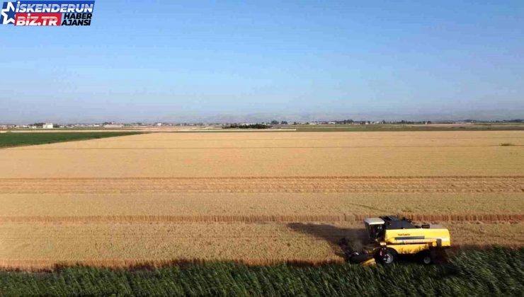 Hatay’da Amik Ovası’nda Buğday Hasadı Başladı