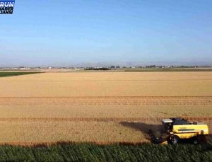 Hatay’da Amik Ovası’nda Buğday Hasadı Başladı