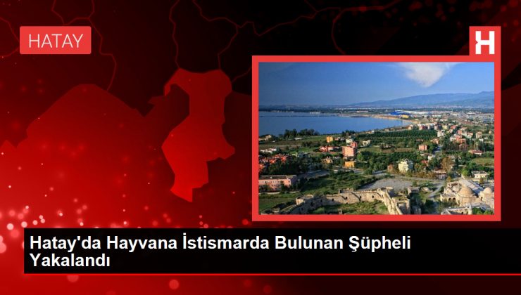 Hatay’da Hayvana İstismarda Bulunan Kuşkulu Yakalandı