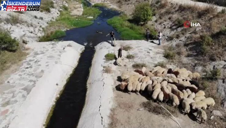 Hatay’da kurbanlık hayvanlar ırmakta serinliyor