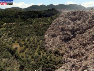 Hatay’da ormana ve zeytinliğe dökülen molozlar ağaçlara ziyan veriyor