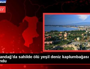 Samandağ’da kıyıda meyyit yeşil deniz kaplumbağası bulundu