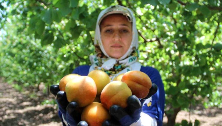 Sarsıntının vurduğu Hatay’da kayısı hasadı başladı