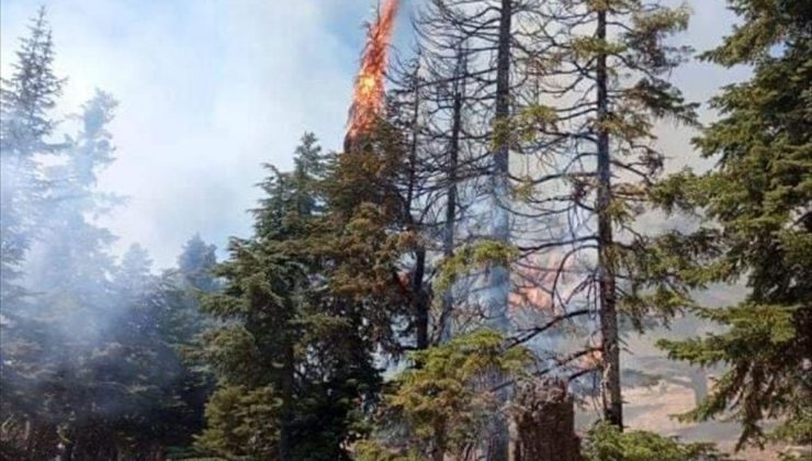 Adana’da çıkan orman yangını denetim altına alındı