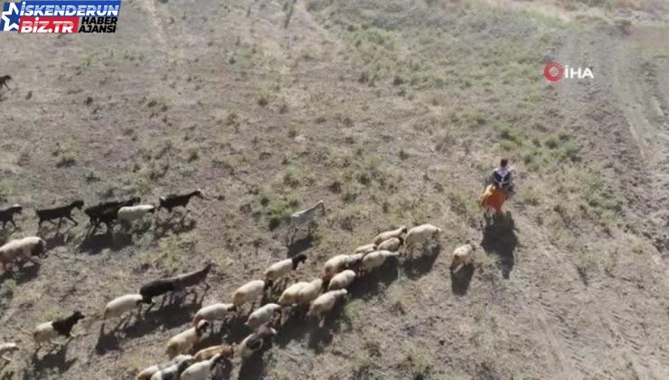 Çobanın eşek sırtında şiddetli mesaisi: Sıcakta bunalan hayvanlarını her gün yere çıkarıyor