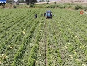 Enkaz kent Hatay’da yüz güldüren hasat: Kavun tarlada 11 TL’den alıcı buluyor