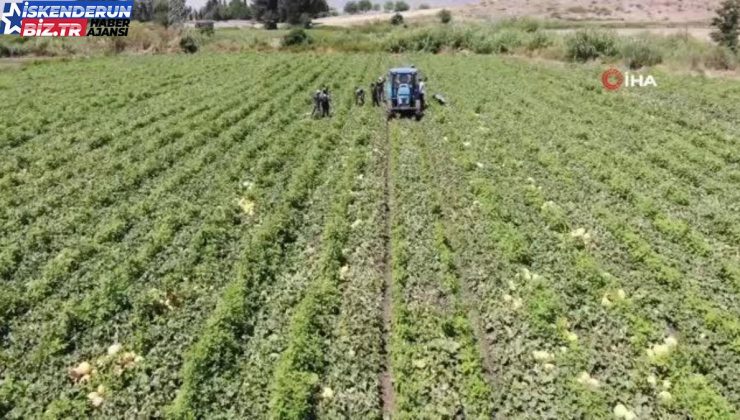 Enkaz kent Hatay’da yüz güldüren hasat: Kavun tarlada 11 TL’den alıcı buluyor