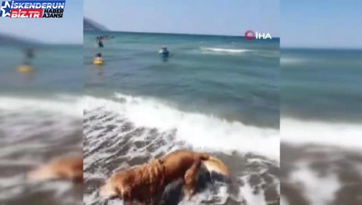 Enkaza dönen kentte kaybolan köpeğini arıyor