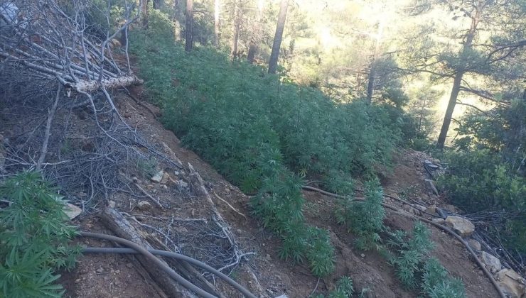 Hatay’da 7 Bin 200 Kök Hint Keneviri Ele Geçirildi