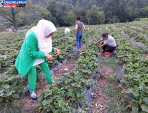 Sarsıntı Bölgesi Hatay’da Çiftçiler Çilek Hasadına Başladı