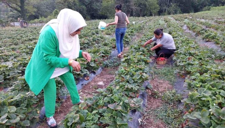 Sarsıntı Bölgesi Hatay’da Çiftçiler Çilek Hasadına Başladı