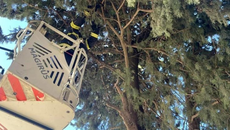 Antakya’da Mahsur Kalan Kedi İtfaiye Tarafından Kurtarıldı