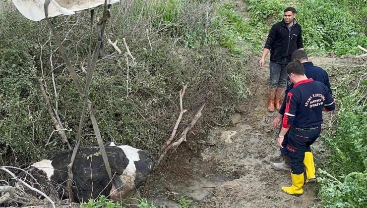 Antakya’da su kanalına düşen inek itfaiye gruplarınca kurtarıldı