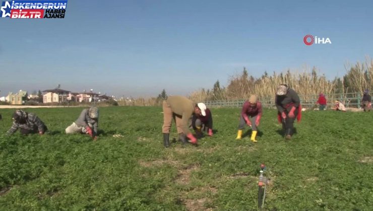 Beşerler zehirlenmesin diye çalışanlar günlerce mesai yapıyor