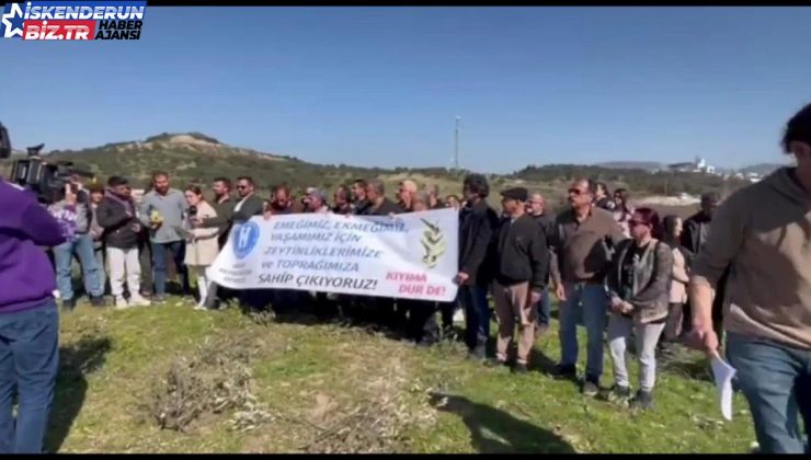 Hatay Depremzede Derneği: Hancağız’da Zeytin Kıyımı Devam Ediyor