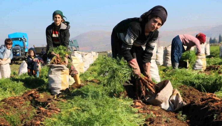 Hatay’da Bereketli Topraklarda Havuç Hasadı Başladı