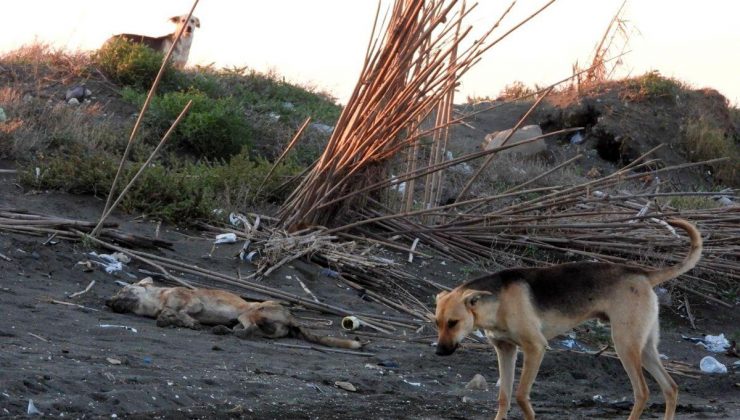 Hatay’da bir köpek araba tarafından ezildi