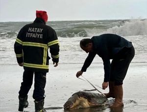 Hatay’da kıyıda meyyit caretta caretta bulundu