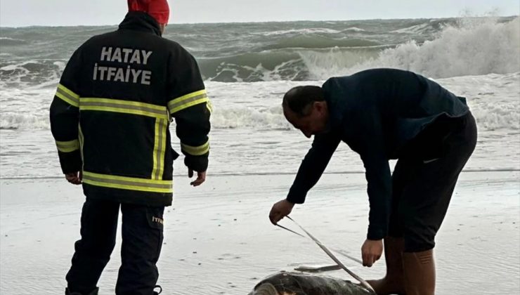 Hatay’da kıyıda meyyit caretta caretta bulundu