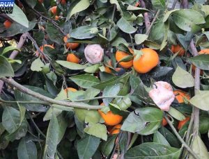 Hatay’da mandalina fiyatları düşüşe geçti