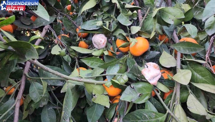 Hatay’da mandalina fiyatları düşüşe geçti