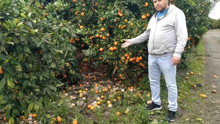 Hatay’da Mandalinada Üretici Krizi