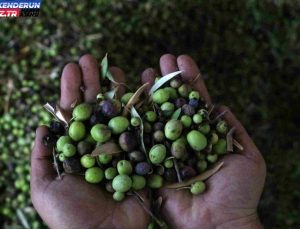 Hatay’da Zeytinyağı Üretimi ve Fiyatları