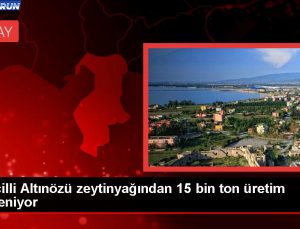 Hatay’ın Altınözü ilçesinde zeytinden 15 bin ton yağ üretimi hedefleniyor