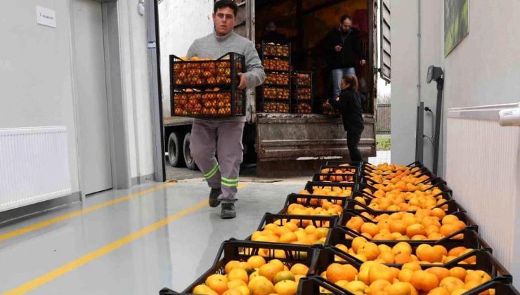 Hatay’ın mandalinasına Nilüfer takviyesi