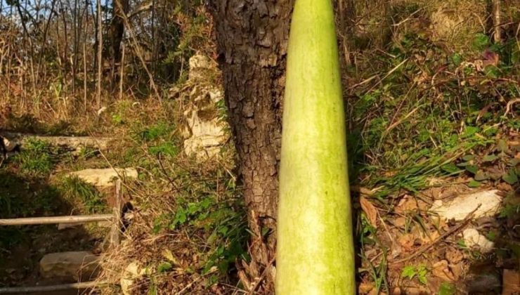 Ordu’da 90 Santimetre Uzunluğunda Kabak Yetiştirildi