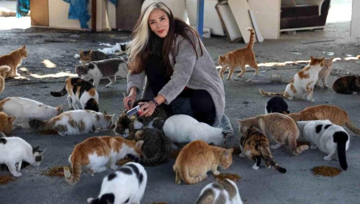 Zelzelenin Vurduğu Hatay’da Sokak Hayvanlarına Takviye