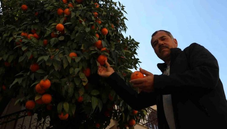 Zelzelenin Vurduğu Hatay’da Yıkılan Konutların Bahçelerindeki Narenciyeler Çürümeyi Bekliyor