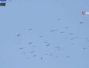 Göç yolundaki leylekler görsen şölen oluşturdu