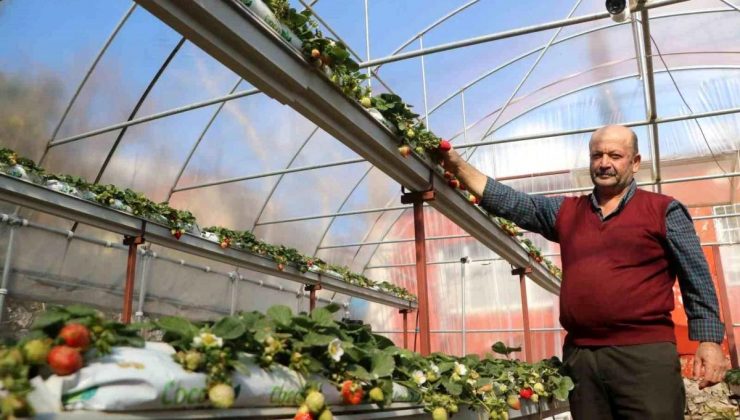 Hatay’da Konut Bahçesinde Çilek Üretimi